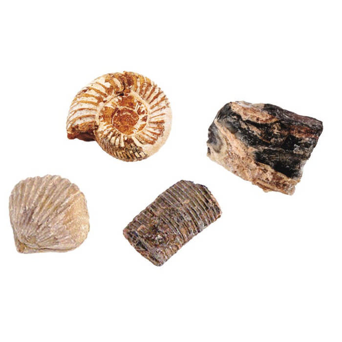 Kit scavo fossili fossili