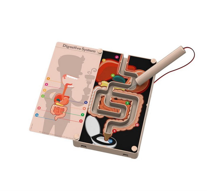 Sistema Digestivo con Segnale Acustico 4M 03386